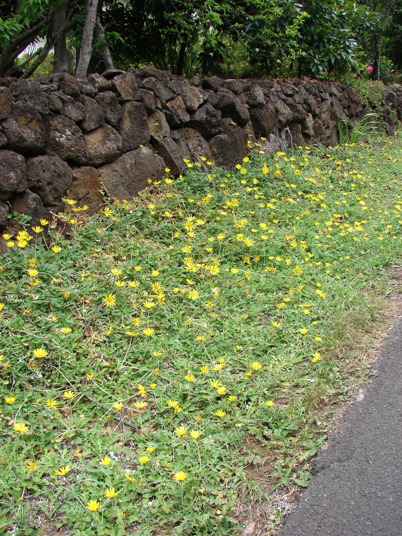 Cape Weed (Arctotheca Calendula) — The plant's resilience is notable - it handles drought conditions well and can manage in various soil types; known for its