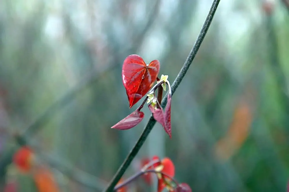 Forest Pansy Redbud (Cercis Canadensis 'Forest Pansy') — Ideal for USDA Hardiness Zones 5 through 9