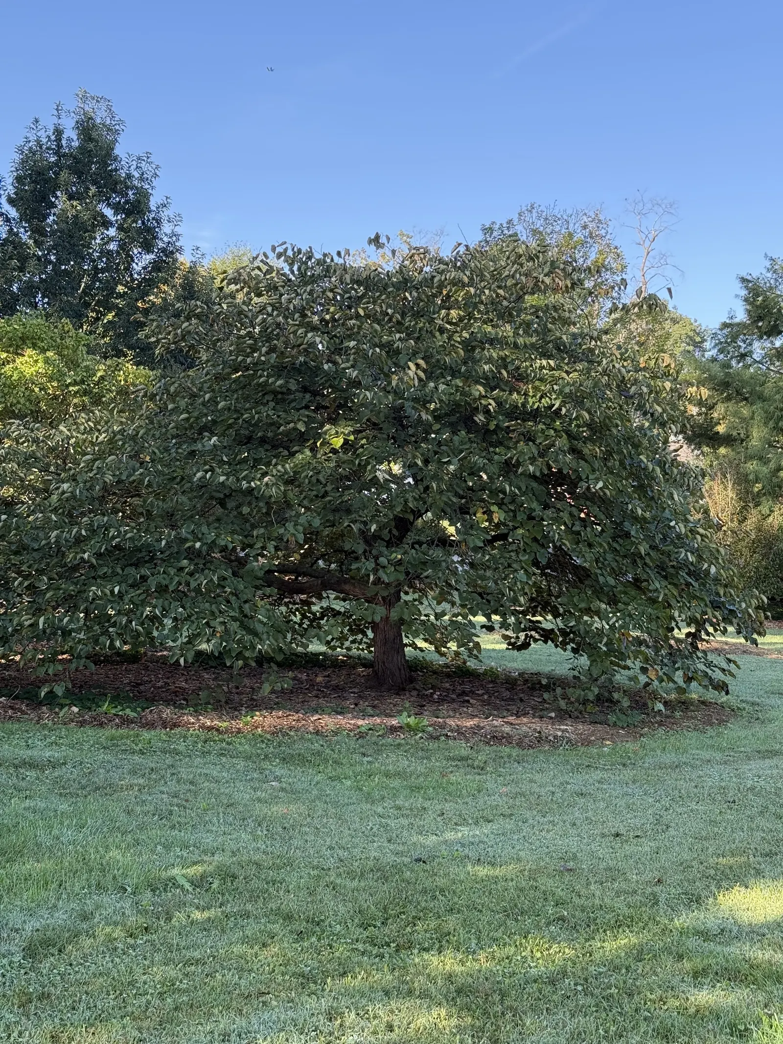 Forest Pansy Redbud (Cercis Canadensis 'Forest Pansy') — Ideal for USDA Hardiness Zones 5 through 9; tree for full or half