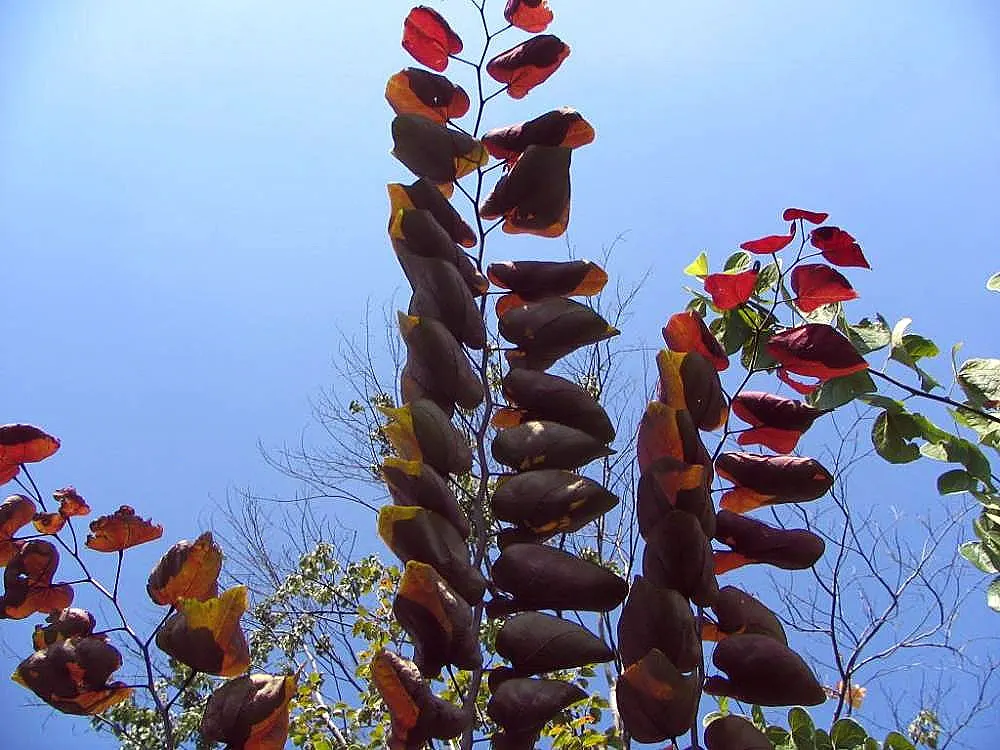Forest Pansy Redbud (Cercis Canadensis 'Forest Pansy') — which emerge in a flamboyant purplish-red hue in spring; commonly known as the Forest Pansy Redbud