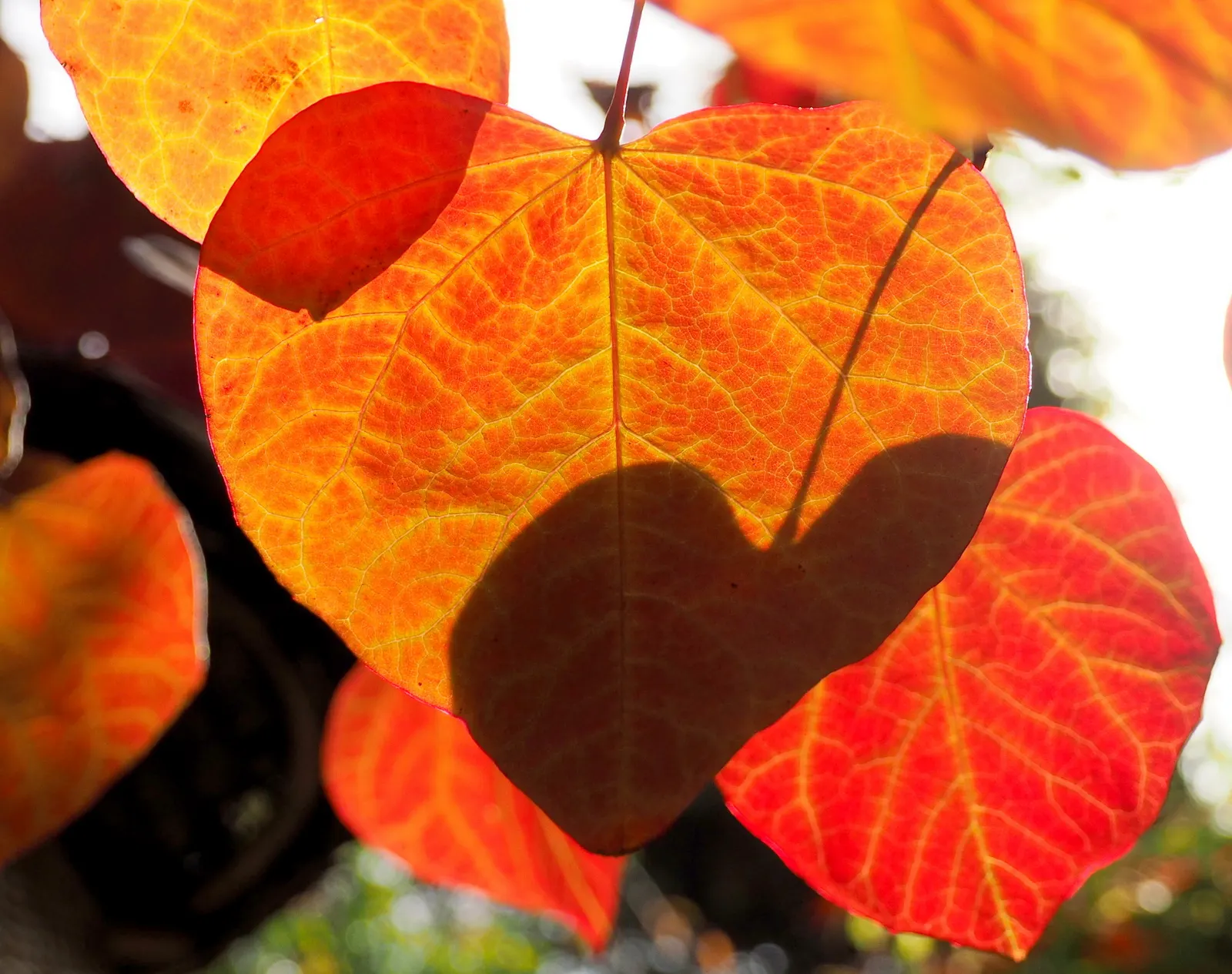 Forest Pansy Redbud (Cercis Canadensis 'Forest Pansy') — this redbud variety is ideal as a specimen or accent tree for small yards