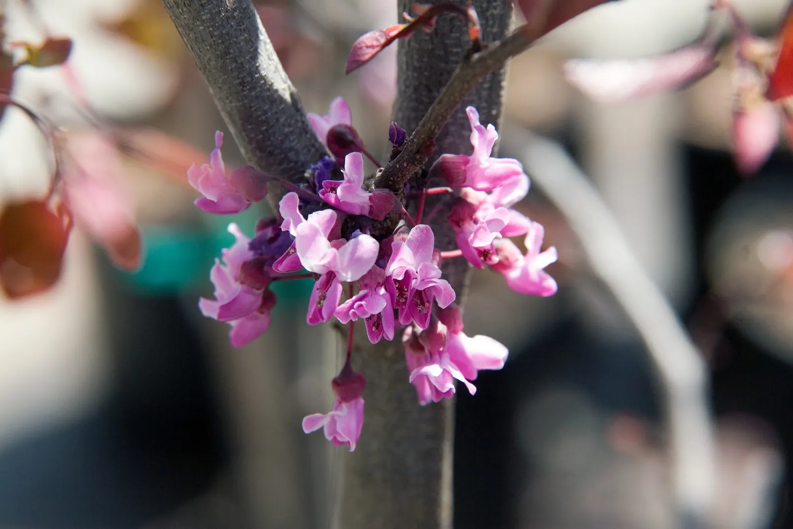 Forest Pansy Redbud (Cercis Canadensis 'Forest Pansy') — this redbud variety is ideal as a specimen or accent tree for small yards; to help clients visualize