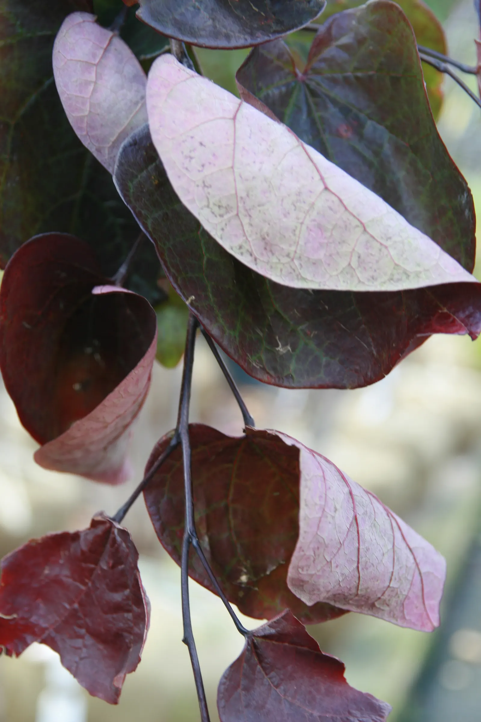 Forest Pansy Redbud (Cercis Canadensis 'Forest Pansy') — To help clients visualize; pea-like lavender-pink flowers that grow directly on the branches and trunk