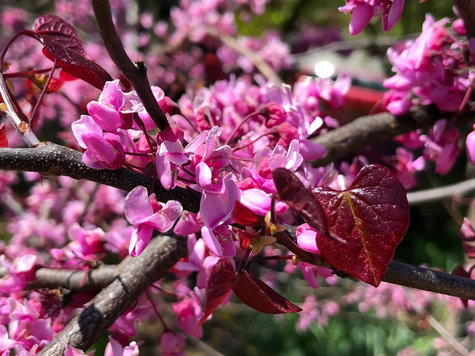 Forest Pansy Redbud (Cercis Canadensis 'Forest Pansy') — pea-like lavender-pink flowers that grow directly on the branches and trunk; the Forest Pansy Redbud