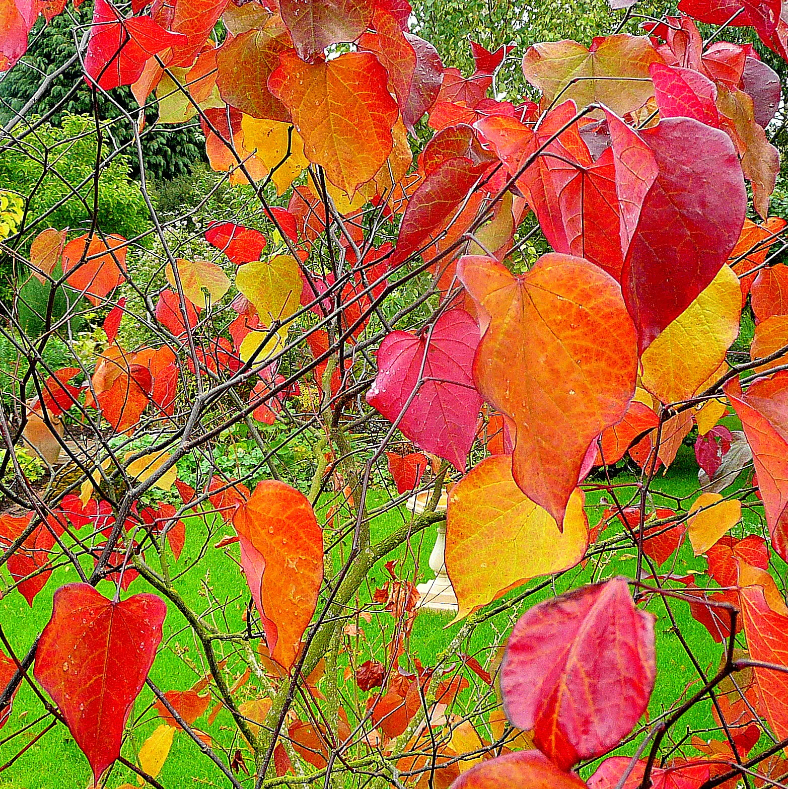 Forest Pansy Redbud (Cercis Canadensis 'Forest Pansy') — Additionally, it serves as an attractive habitat for pollinators and local wildlife; this cultivar of