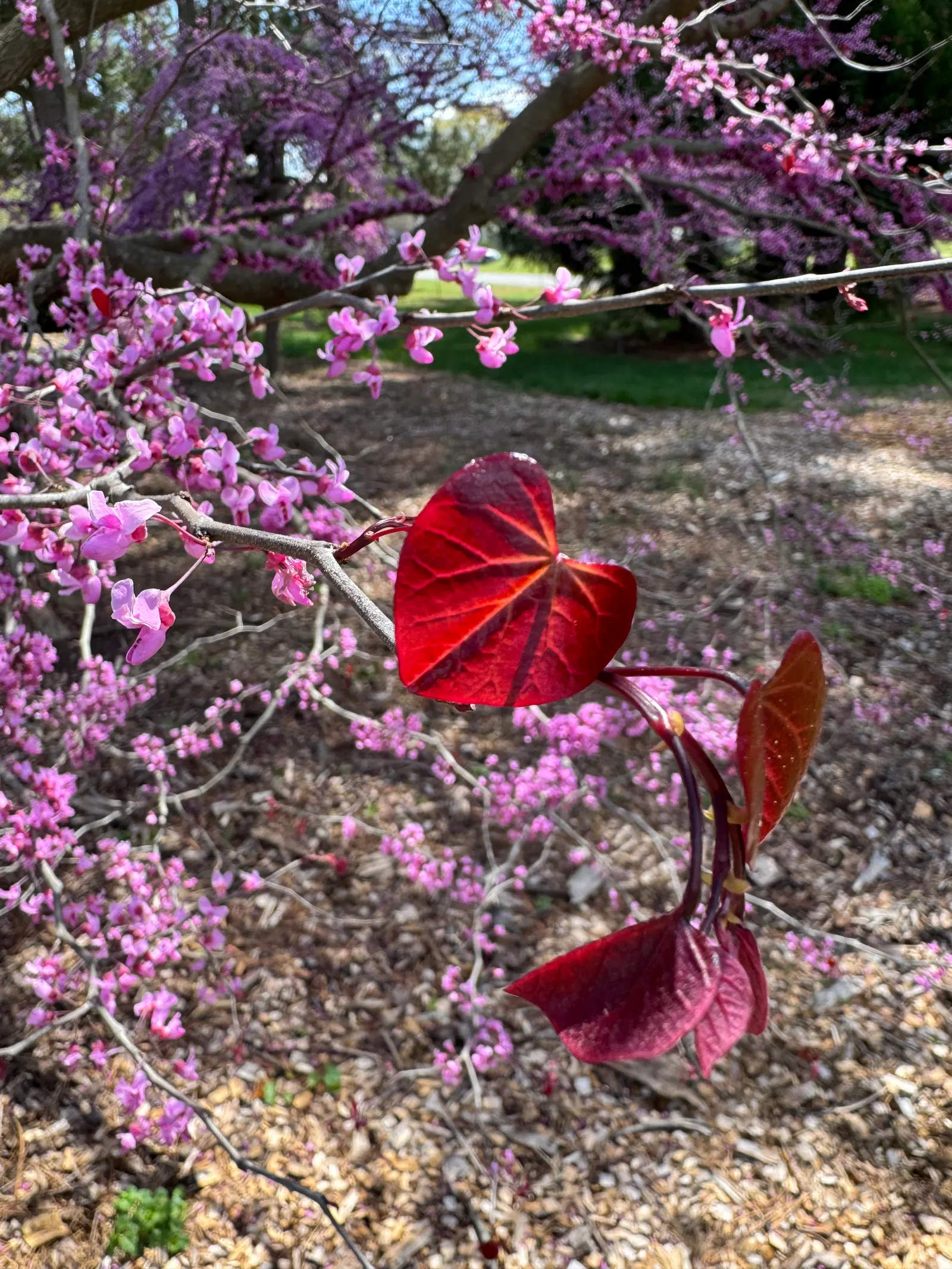 Forest Pansy Redbud (Cercis Canadensis 'Forest Pansy') — tree for full or half