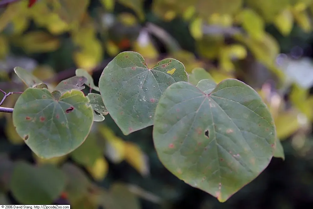 Forest Pansy Redbud (Cercis Canadensis 'Forest Pansy') — Springtime blooms are a profuse array of magenta flowers