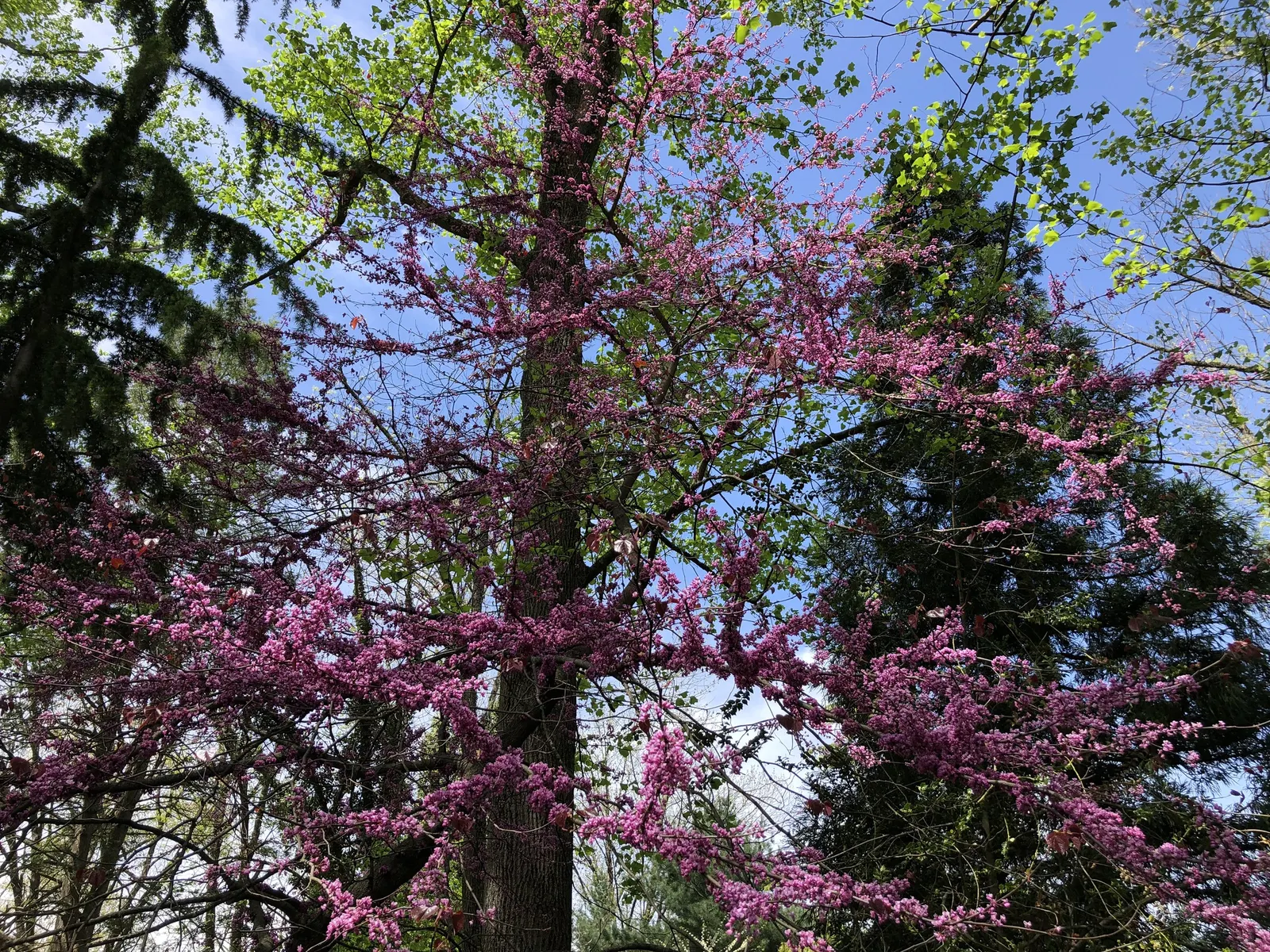 Forest Pansy Redbud (Cercis Canadensis 'Forest Pansy') — bare wood in early spring.<br><br>Retaining a rounded canopy; before the foliage unfolds