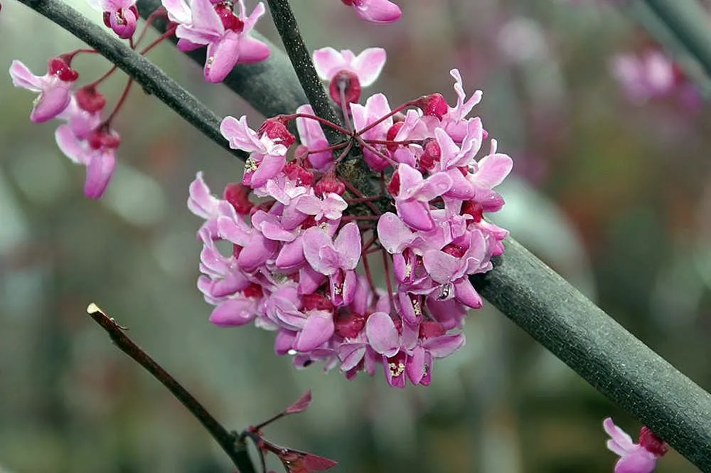 Forest Pansy Redbud (Cercis Canadensis 'Forest Pansy') — creating a vivid spectacle against the dark
