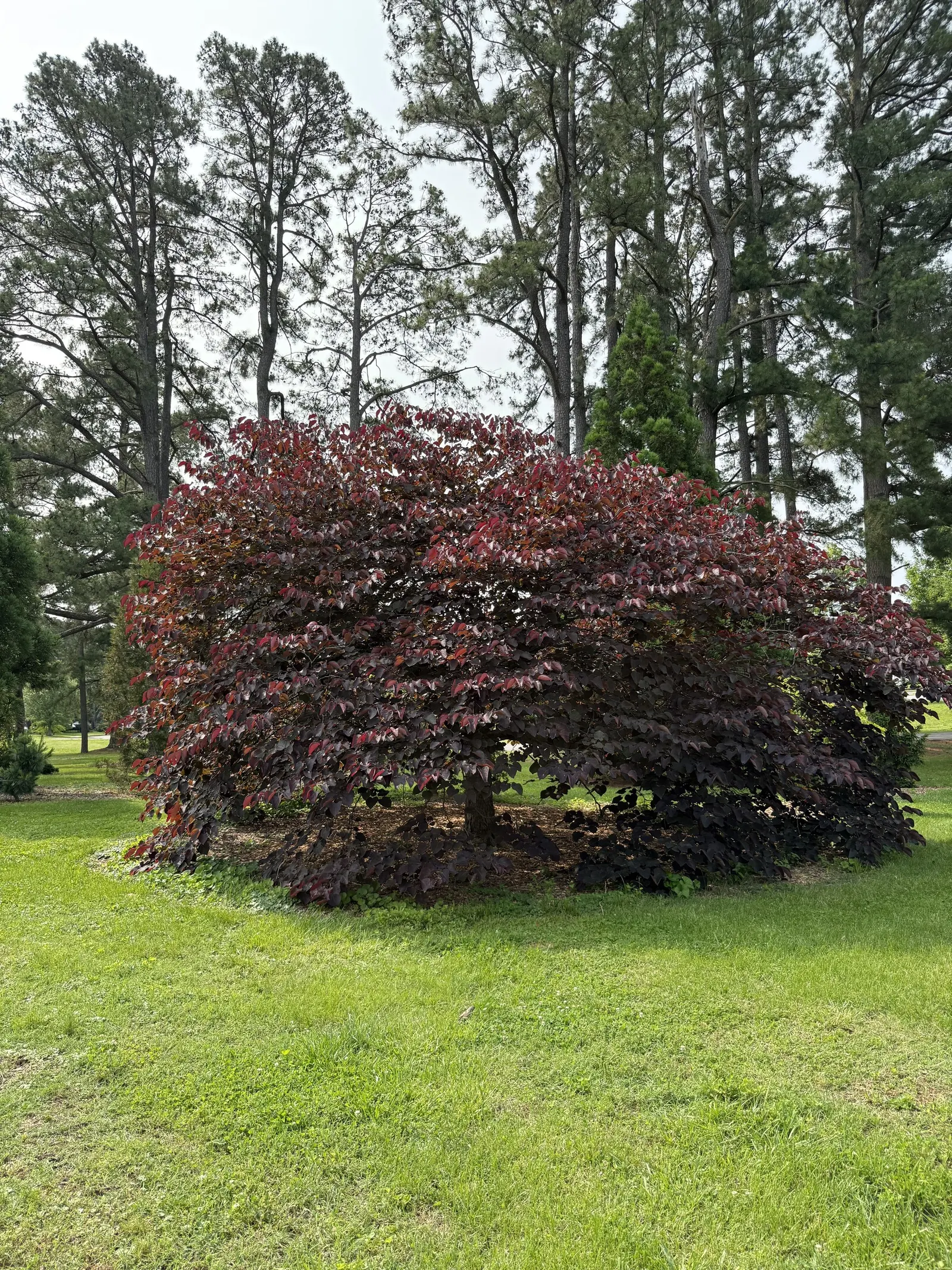 Forest Pansy Redbud (Cercis Canadensis 'Forest Pansy') — The Forest Pansy Redbud (Cercis canadensis 'Forest Pansy') is a stunning deciduous tree; springtime