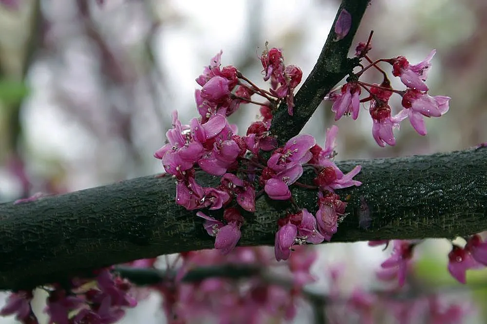 Forest Pansy Redbud (Cercis Canadensis 'Forest Pansy') — Before the foliage unfolds