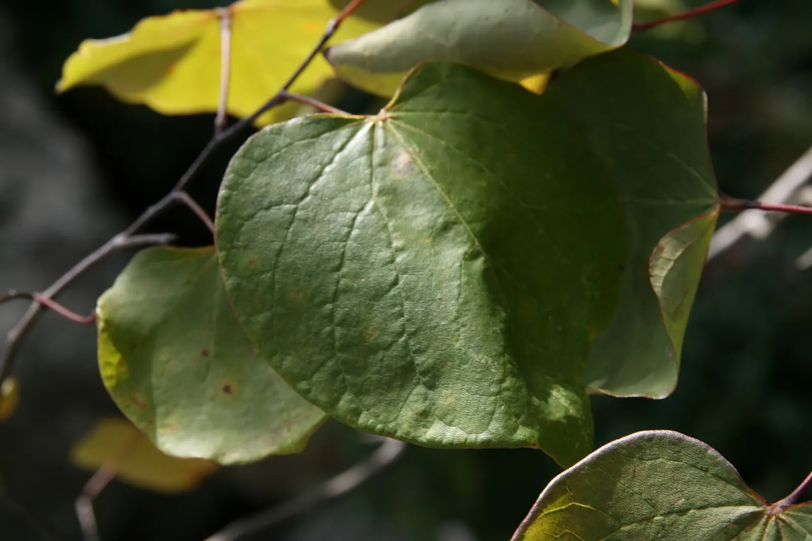 Forest Pansy Redbud (Cercis Canadensis 'Forest Pansy') — or even as a street tree where overhead space is limited; renowned for its heart-shaped leaves that