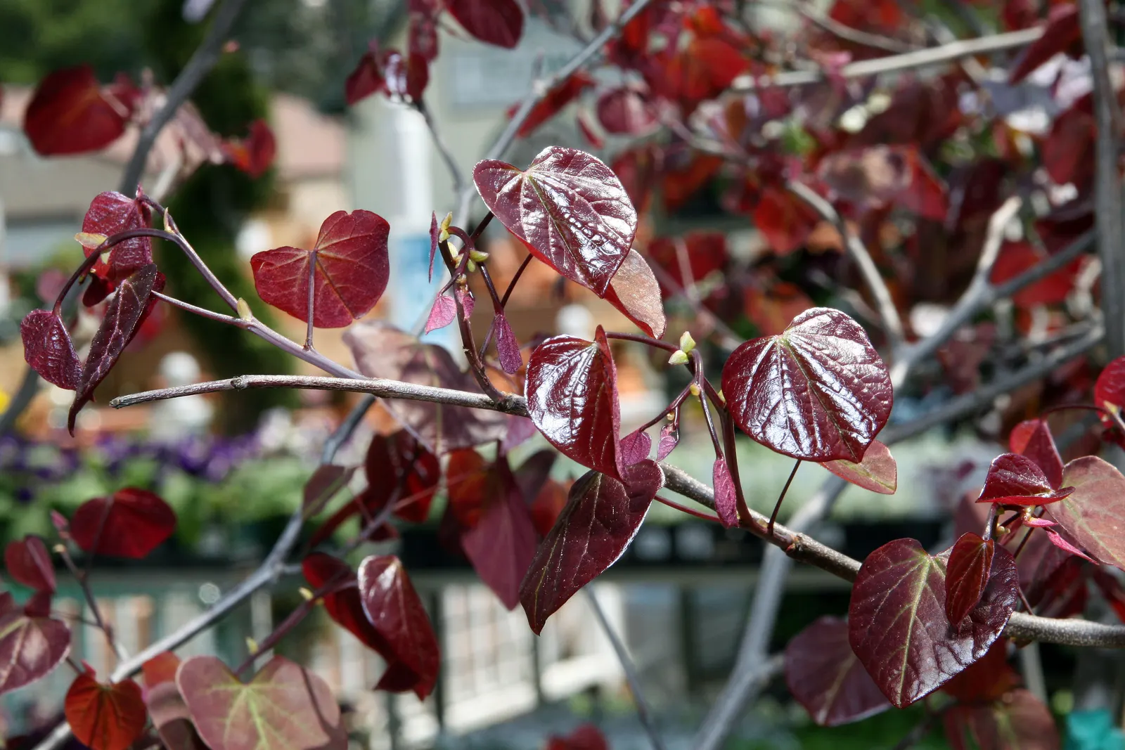 Forest Pansy Redbud (Cercis Canadensis 'Forest Pansy') — gradually transforming to a deep maroon and eventually to a more subdued green as the, image 41