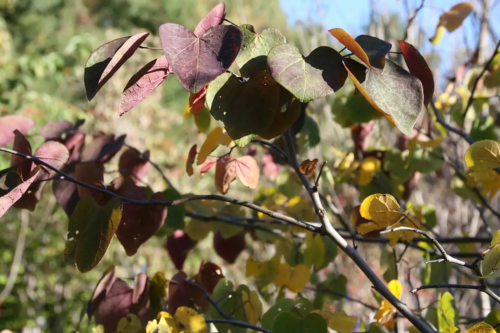 Forest Pansy Redbud (Cercis Canadensis 'Forest Pansy') — gradually transforming to a deep maroon and eventually to a more subdued green as the season progresses