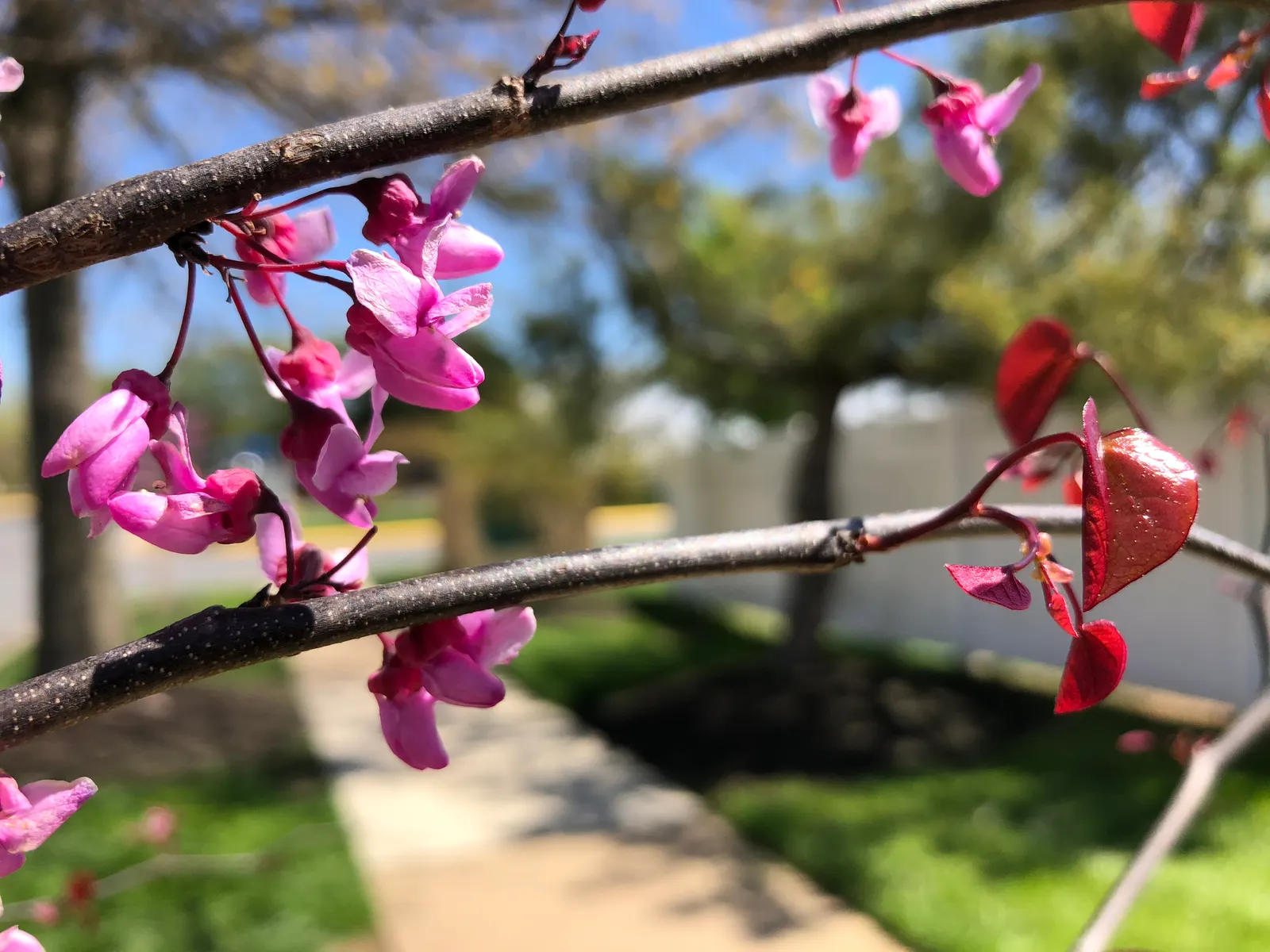 Forest Pansy Redbud (Cercis Canadensis 'Forest Pansy') — maturing to a height of about 20 to 30 feet