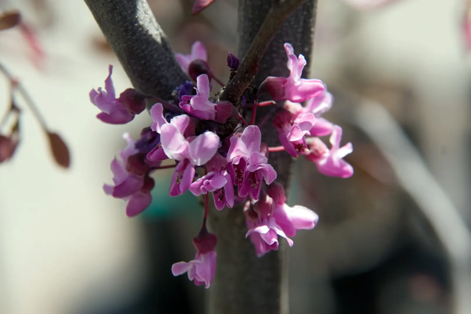 Forest Pansy Redbud (Cercis Canadensis 'Forest Pansy') — with a spread of 25 to 35 feet