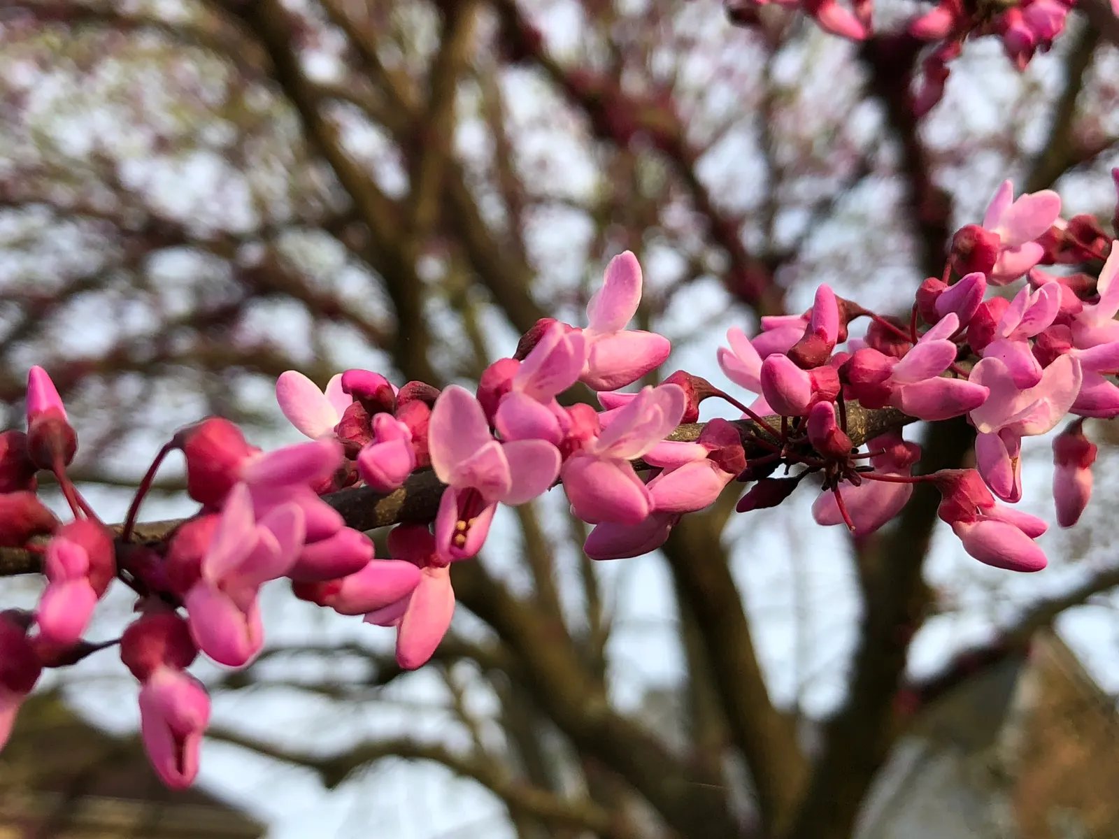 Forest Pansy Redbud (Cercis Canadensis 'Forest Pansy') — creating a vivid spectacle against the dark; is an ornamental deciduous tree that brings a