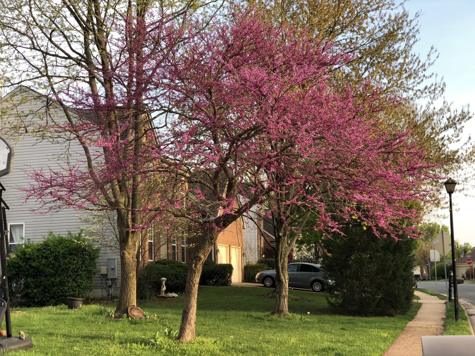 Forest Pansy Redbud (Cercis Canadensis 'Forest Pansy') — creating a spectacular display along its branches before foliage appears