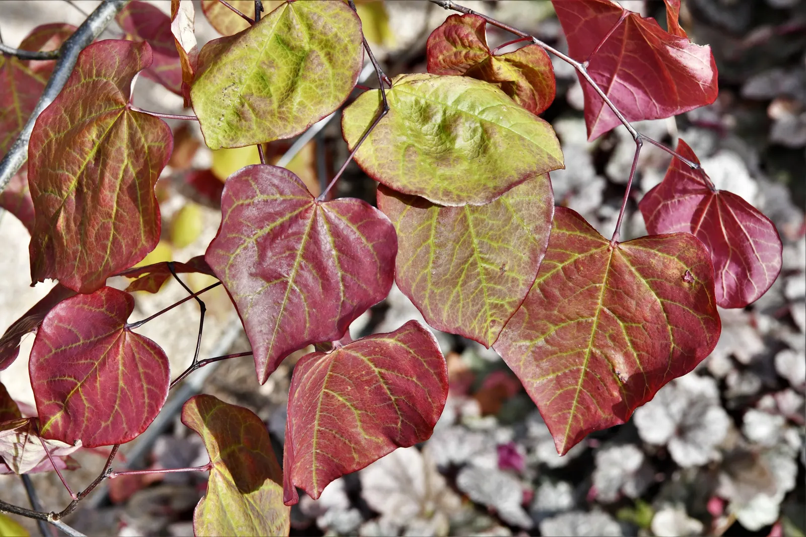 Forest Pansy Redbud (Cercis Canadensis 'Forest Pansy') — bare wood in early spring.<br><br>Retaining a rounded canopy