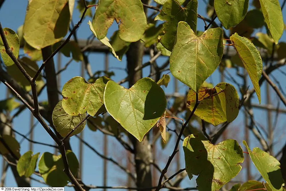 Forest Pansy Redbud (Cercis Canadensis 'Forest Pansy') — is an ornamental deciduous tree that brings a breathtaking display of color to any garden; tree with