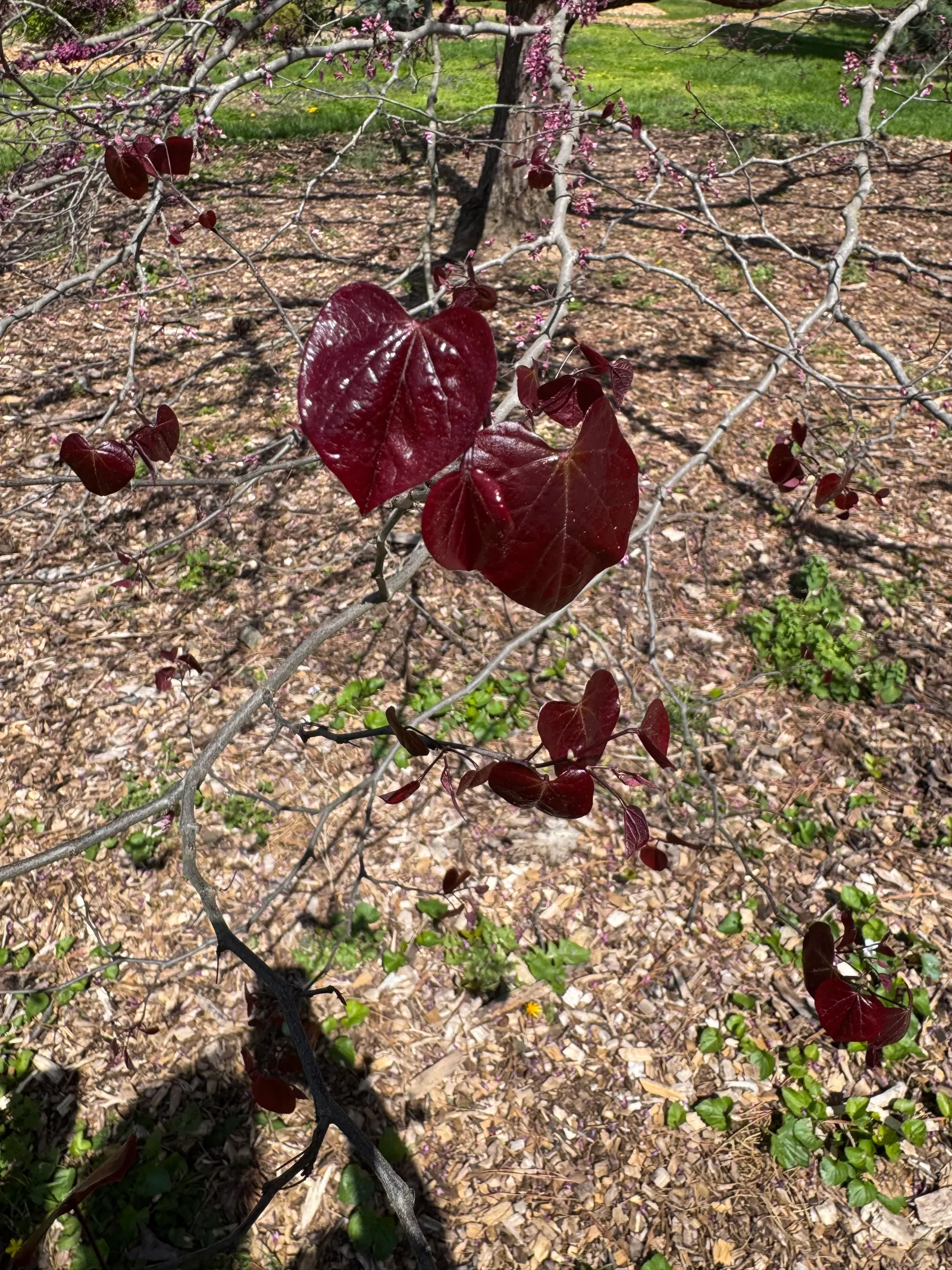 Forest Pansy Redbud (Cercis Canadensis 'Forest Pansy') — Springtime blooms are a profuse array of magenta flowers; pink and purple flowers in the garden