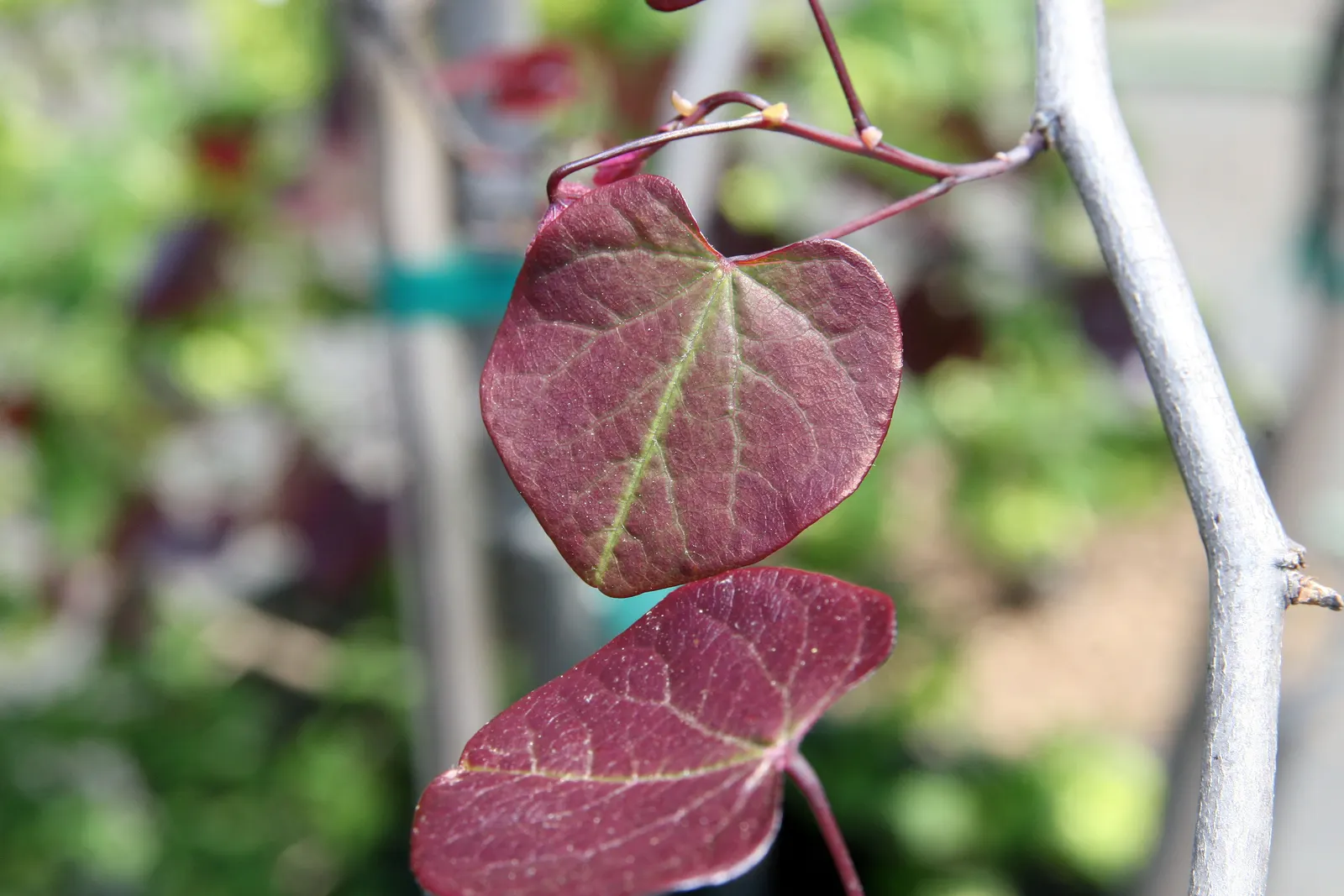 Forest Pansy Redbud (Cercis Canadensis 'Forest Pansy') — creating a spectacular display along its branches before foliage appears, image 32