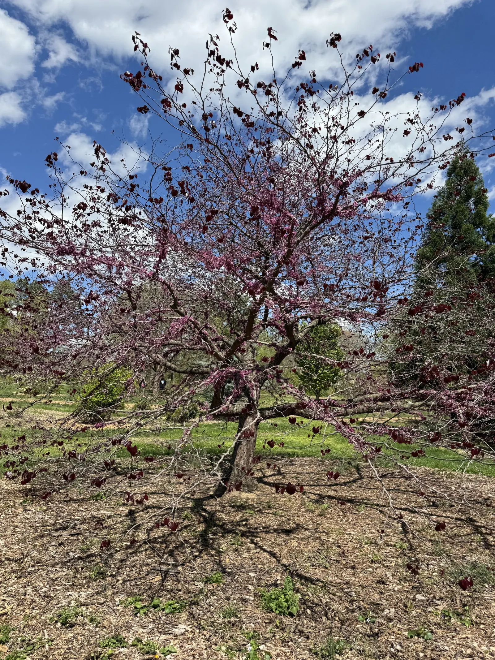 Forest Pansy Redbud (Cercis Canadensis 'Forest Pansy') — Additionally, it serves as an attractive habitat for pollinators and local wildlife
