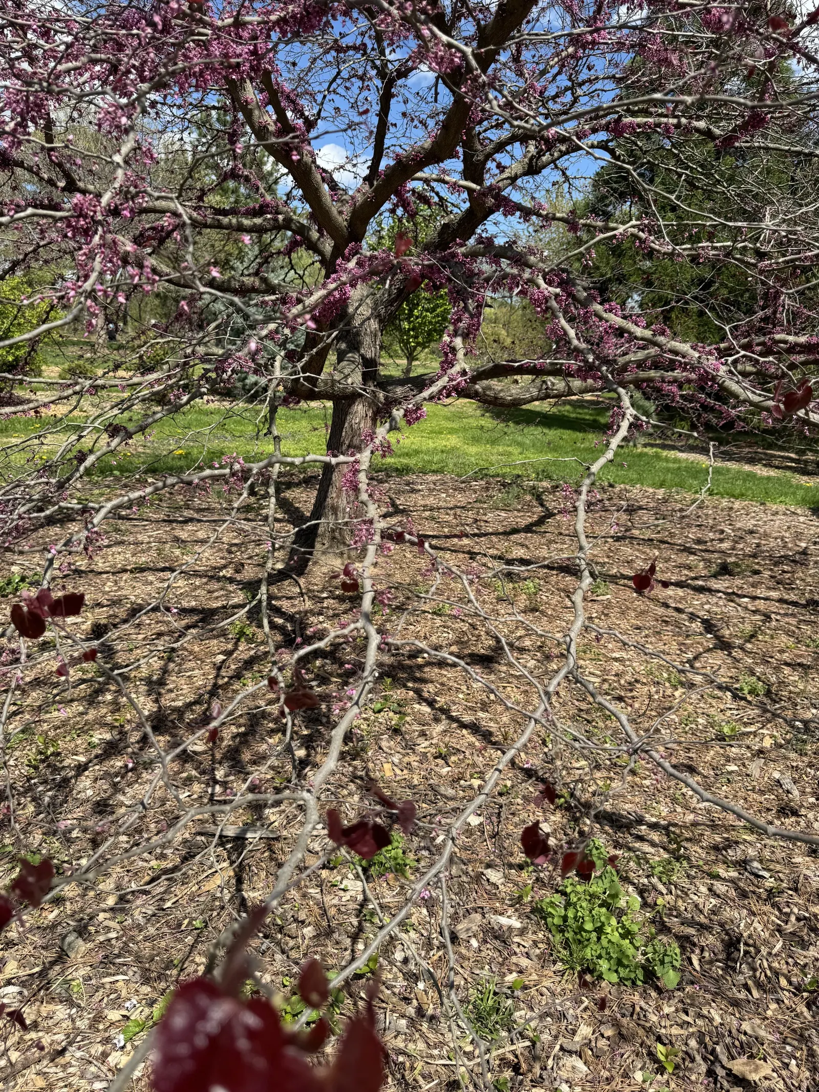 Forest Pansy Redbud (Cercis Canadensis 'Forest Pansy') — or even as a street tree where overhead space is limited