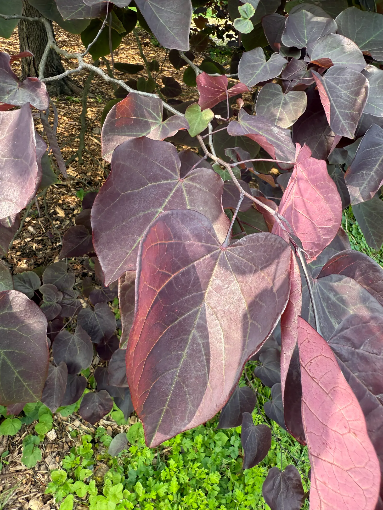 Forest Pansy Redbud (Cercis Canadensis 'Forest Pansy') — with a canopy almost as wide as its height