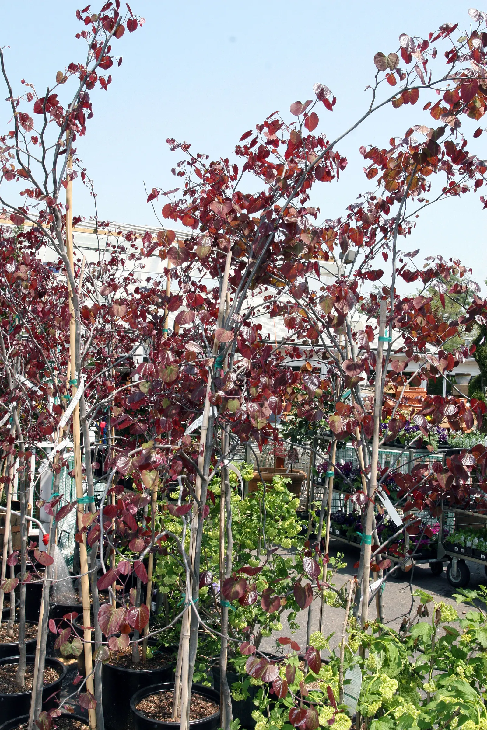 Forest Pansy Redbud (Cercis Canadensis 'Forest Pansy') — commonly known as the Forest Pansy Redbud; this redbud variety is ideal as a specimen or accent tree