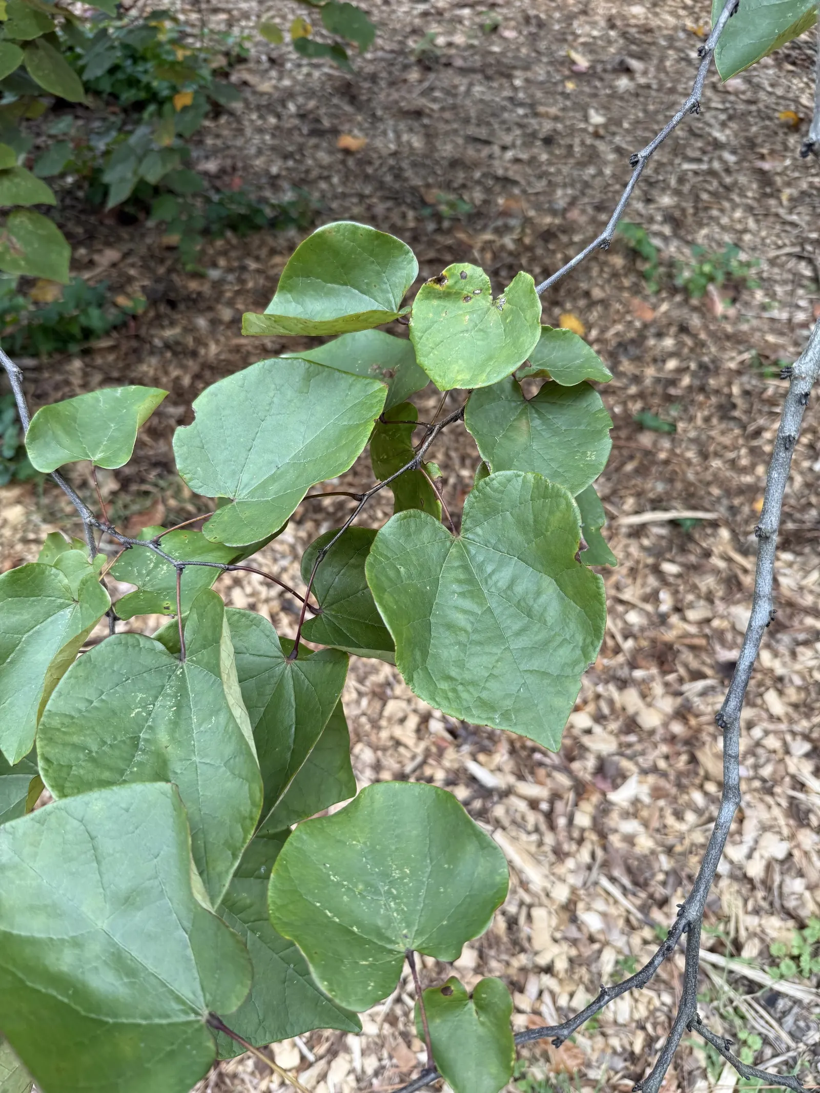 Forest Pansy Redbud (Cercis Canadensis 'Forest Pansy') — pink and purple flowers in the garden