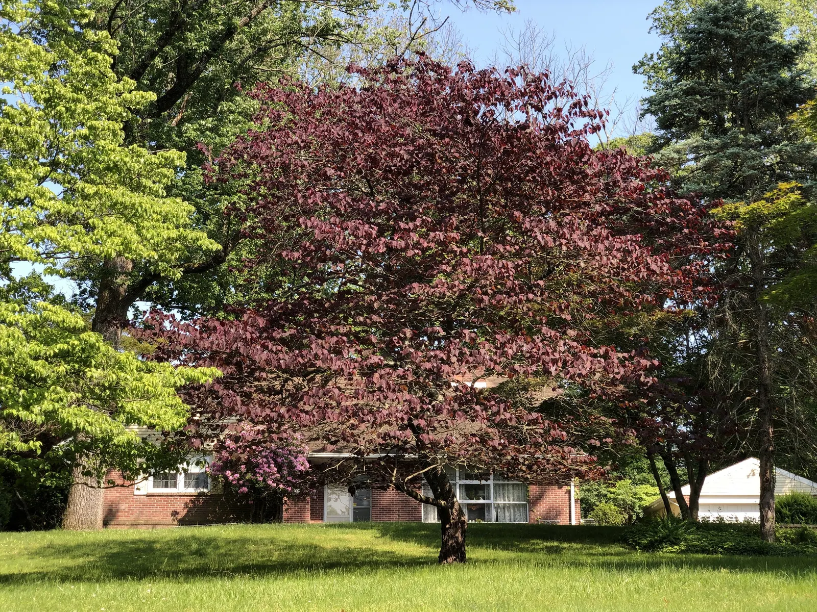 Forest Pansy Redbud (Cercis Canadensis 'Forest Pansy') — This ornamental beauty prefers full sun to partial shade and well-drained soils