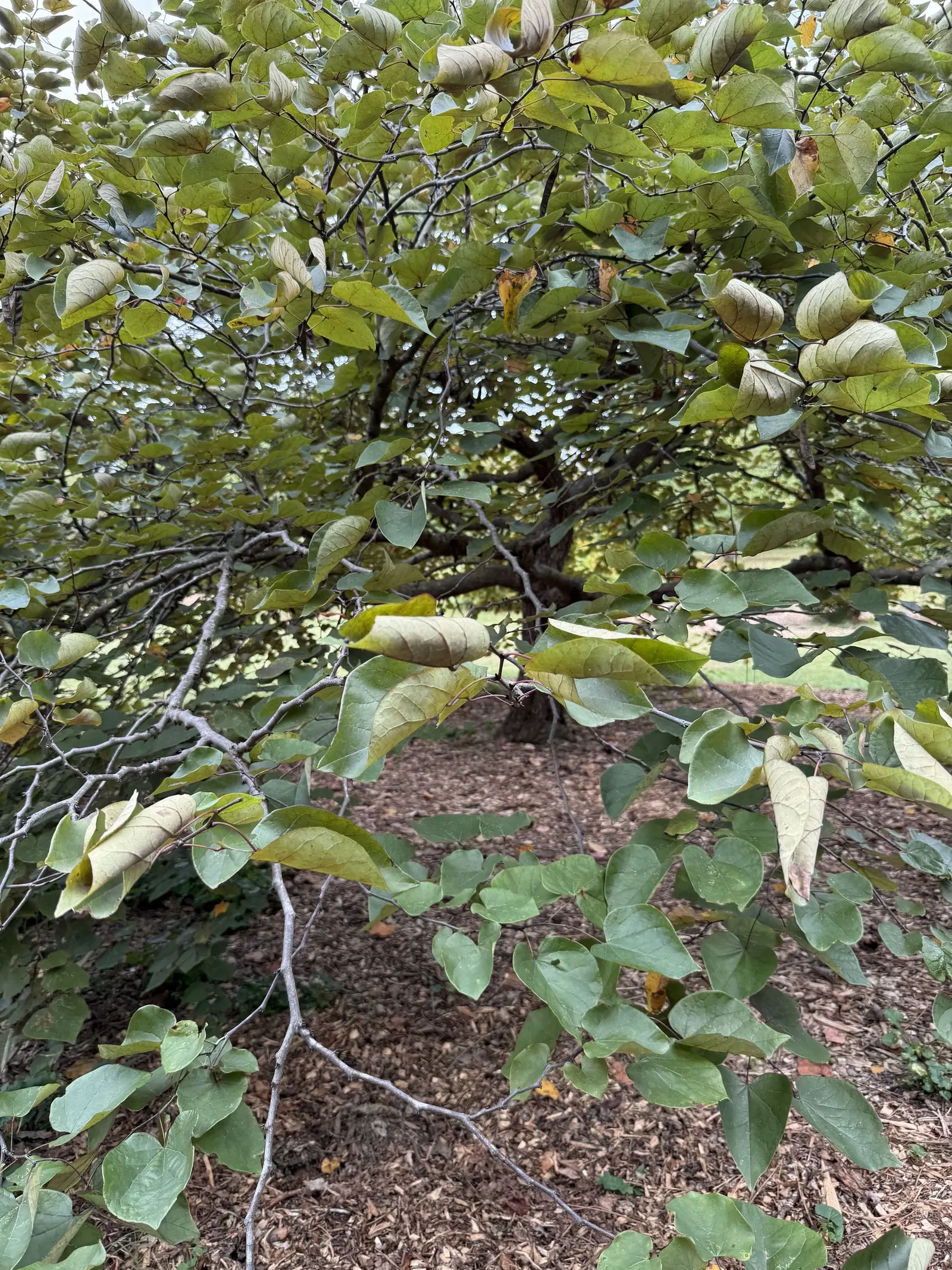 Forest Pansy Redbud (Cercis Canadensis 'Forest Pansy') — imagine a height approximately equivalent to a two to three-story building