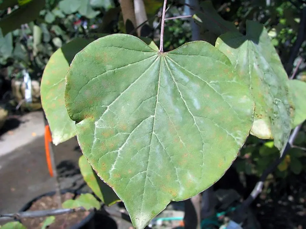 Forest Pansy Redbud (Cercis Canadensis 'Forest Pansy') — renowned for its heart-shaped leaves that emerge a vibrant purple and transition to deep green