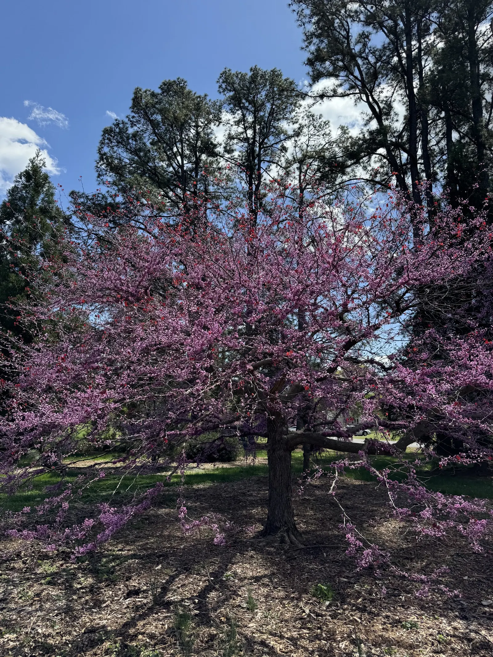 Forest Pansy Redbud (Cercis Canadensis 'Forest Pansy') — To help clients visualize