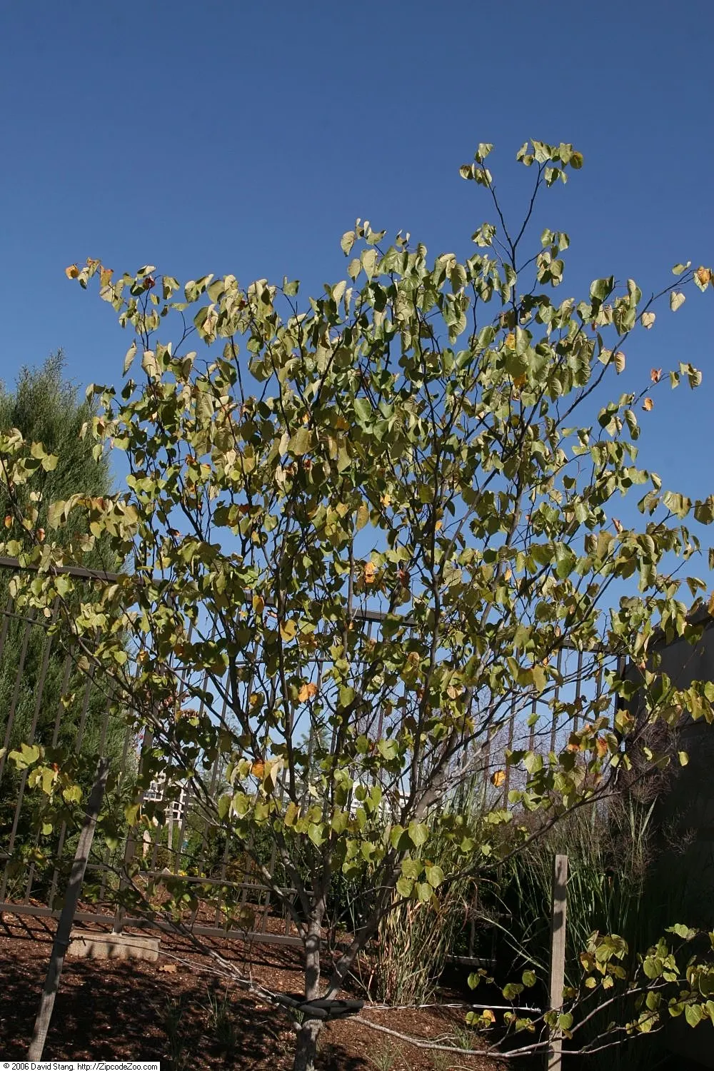 Forest Pansy Redbud (Cercis Canadensis 'Forest Pansy') — renowned for its heart-shaped leaves that emerge a vibrant purple and transition to deep green; with a