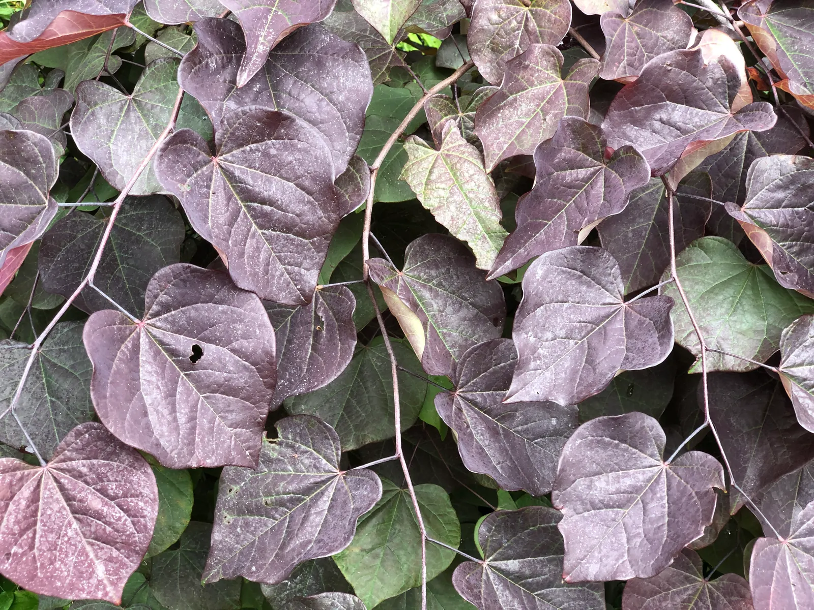 Forest Pansy Redbud (Cercis Canadensis 'Forest Pansy') — This cultivar of the Eastern Redbud boasts a moderate growth rate