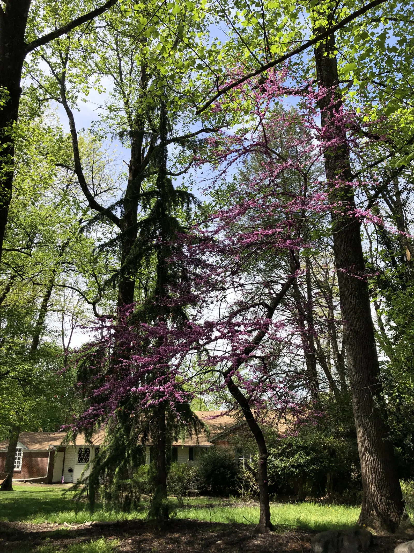 Forest Pansy Redbud (Cercis Canadensis 'Forest Pansy') — The Forest Pansy Redbud (Cercis canadensis 'Forest Pansy') is a stunning deciduous tree