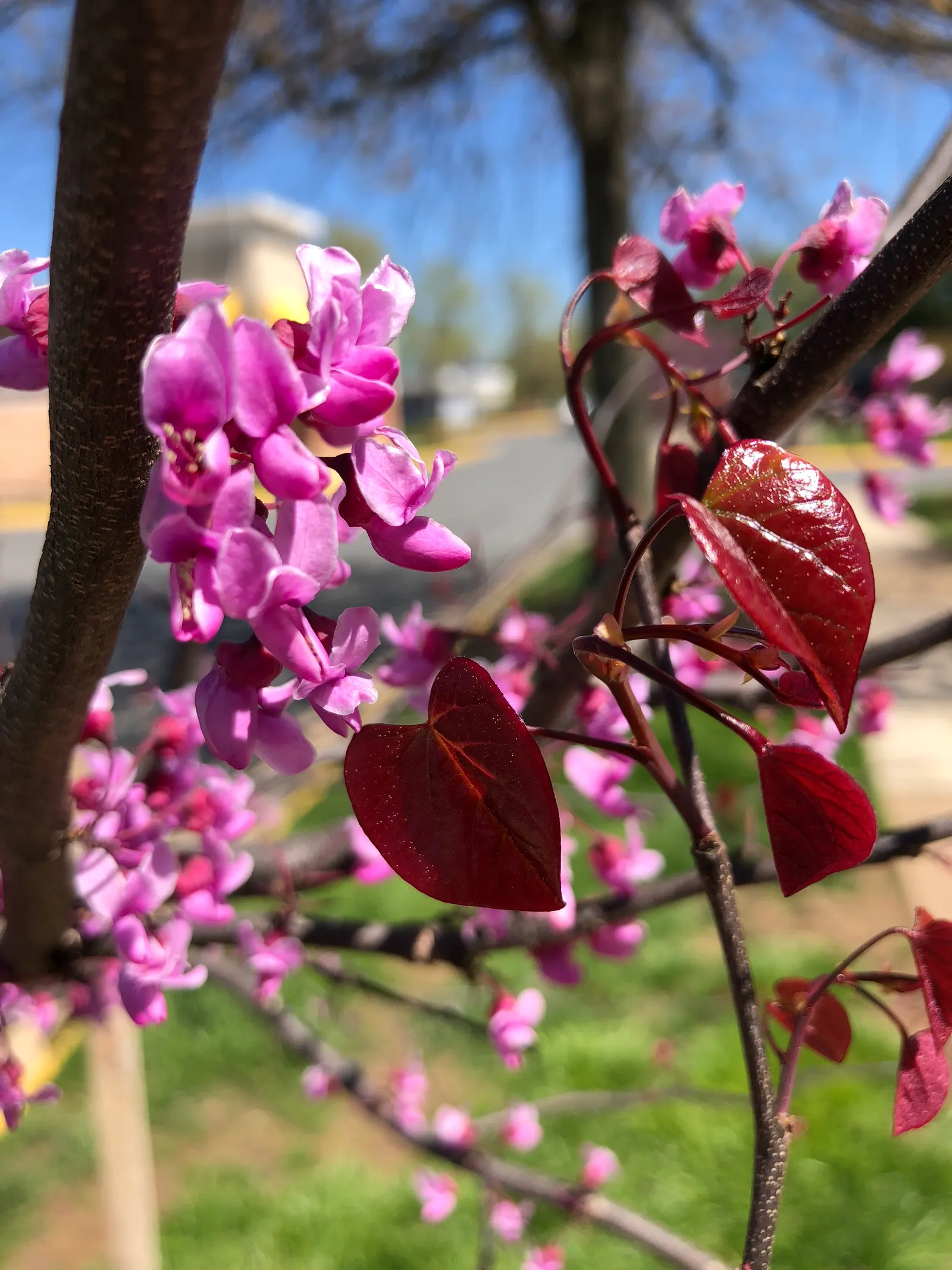 Forest Pansy Redbud (Cercis Canadensis 'Forest Pansy') — which emerge in a flamboyant purplish-red hue in spring