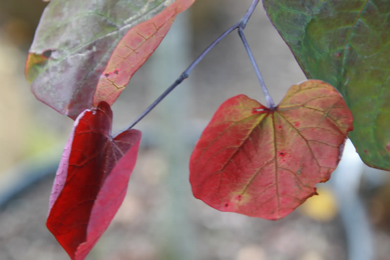 Forest Pansy Redbud (Cercis Canadensis 'Forest Pansy') — Before the foliage unfolds; additionally, it serves as an attractive habitat for pollinators and local