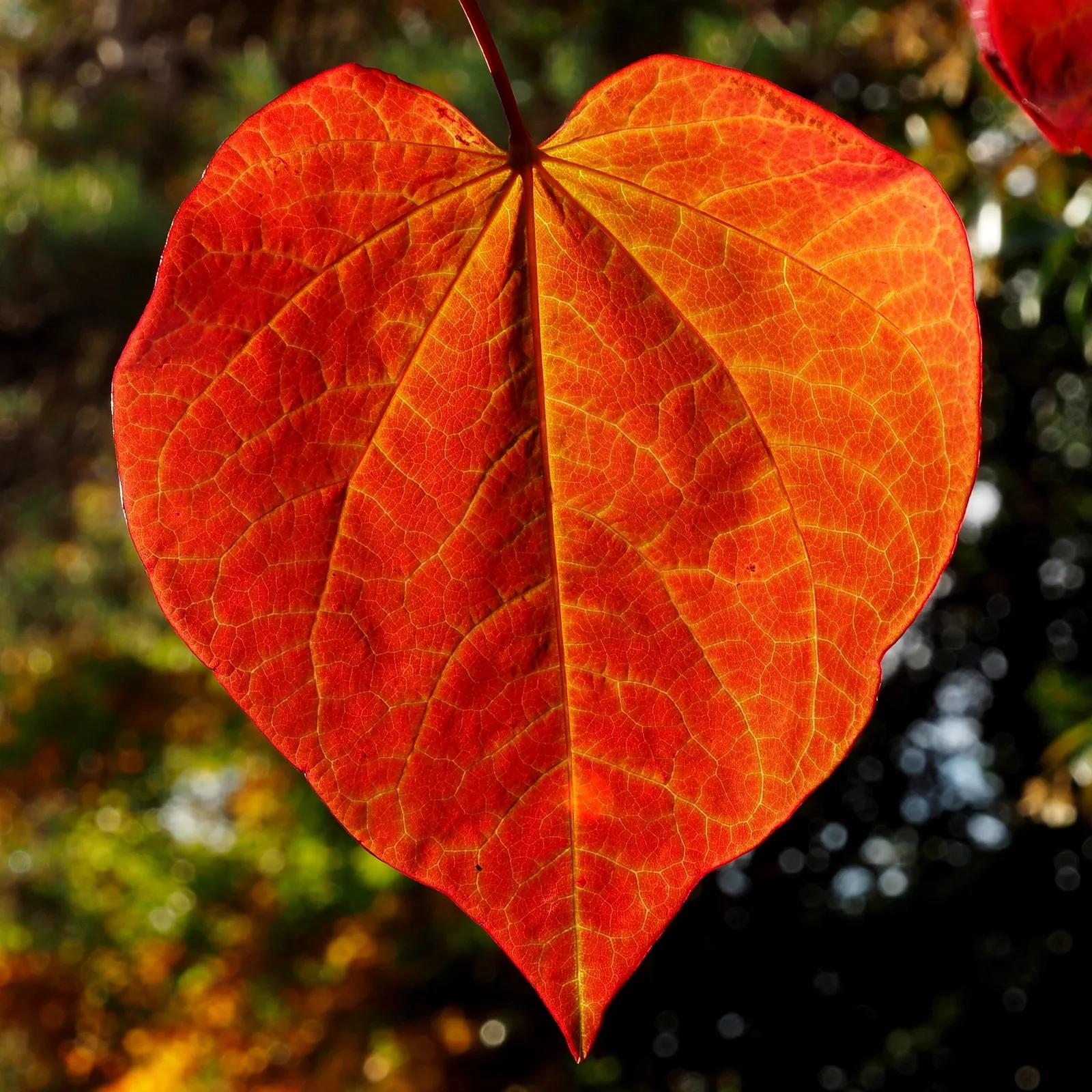 Forest Pansy Redbud (Cercis Canadensis 'Forest Pansy') — It reaches 20-30 feet in height with a 25-35 foot spread
