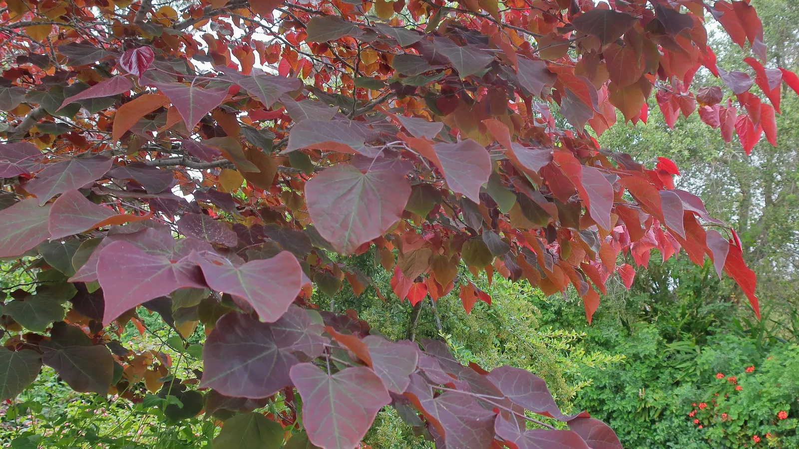 Forest Pansy Redbud (Cercis Canadensis 'Forest Pansy') — This ornamental beauty prefers full sun to partial shade and well-drained soils; ideal for USDA
