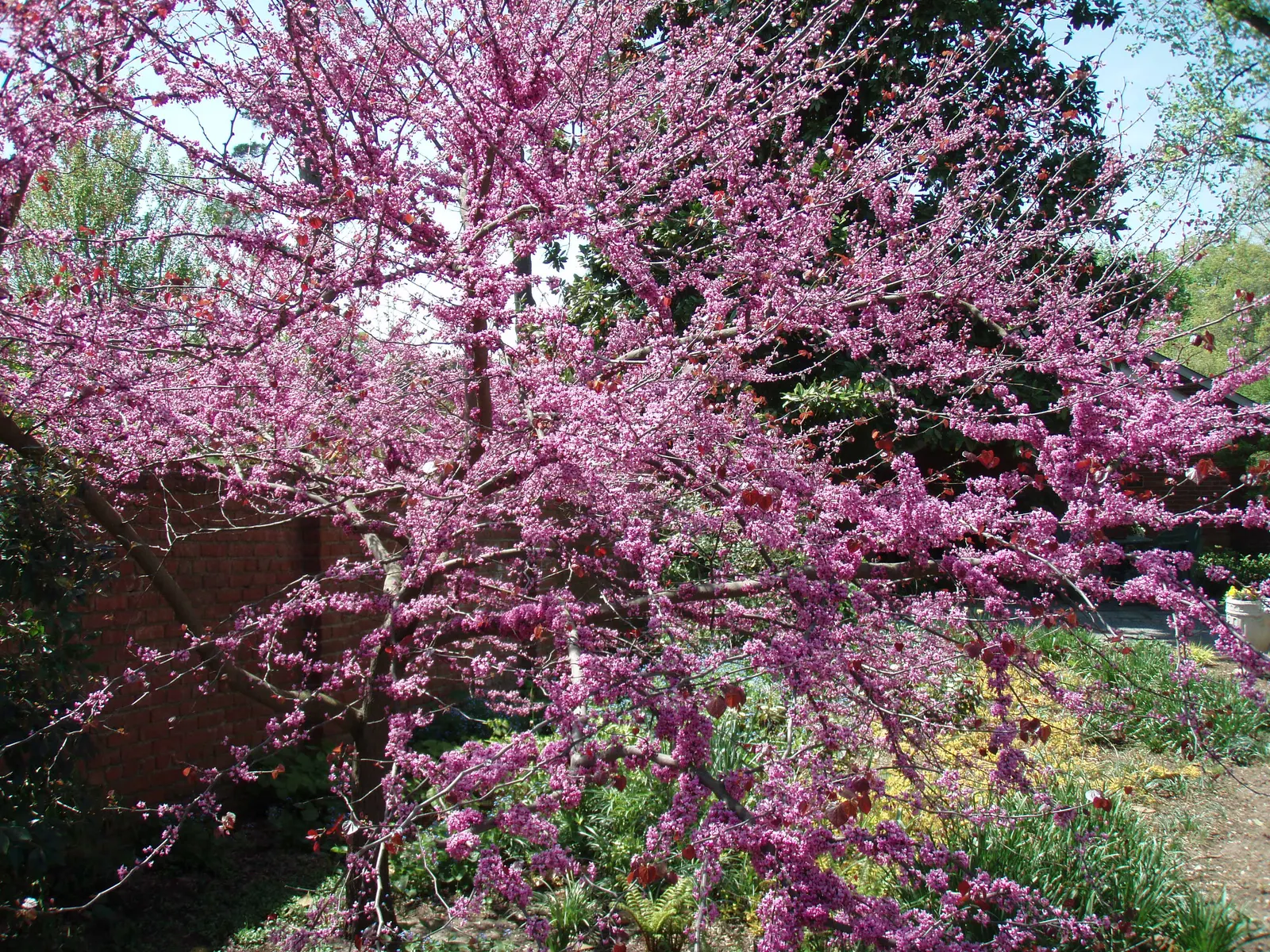 Forest Pansy Redbud (Cercis Canadensis 'Forest Pansy') — maturing to a height of about 20 to 30 feet; which emerge in a flamboyant purplish-red hue in spring