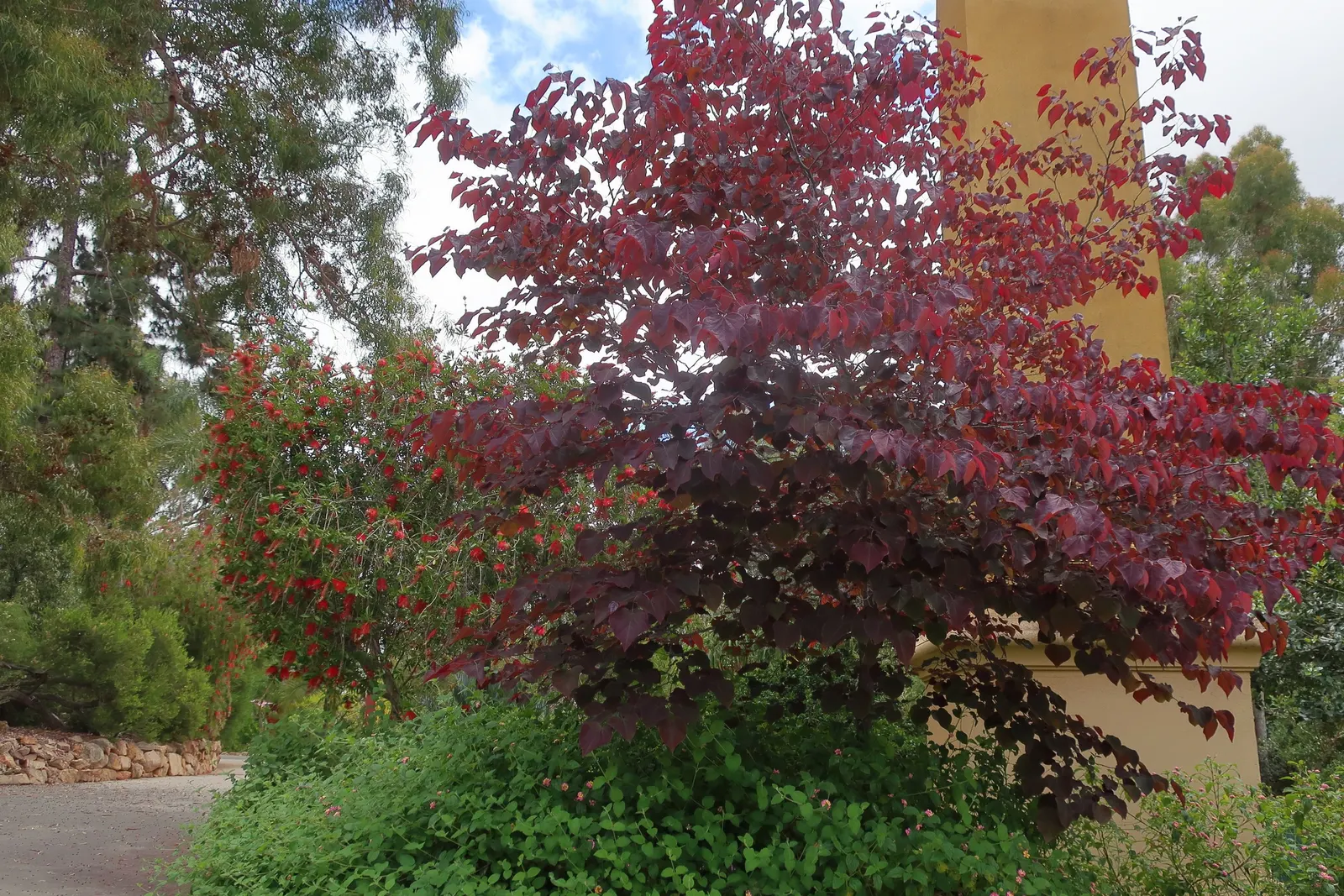 Forest Pansy Redbud (Cercis Canadensis 'Forest Pansy') — This cultivar of the Eastern Redbud boasts a moderate growth rate; this ornamental beauty prefers full