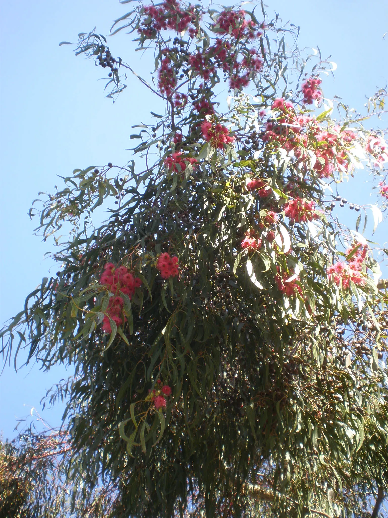 White Ironbark (Eucalyptus Leucoxylon) — furrowed bark and lanceolate leaves; it displays a high tolerance for drought conditions once established, image 57