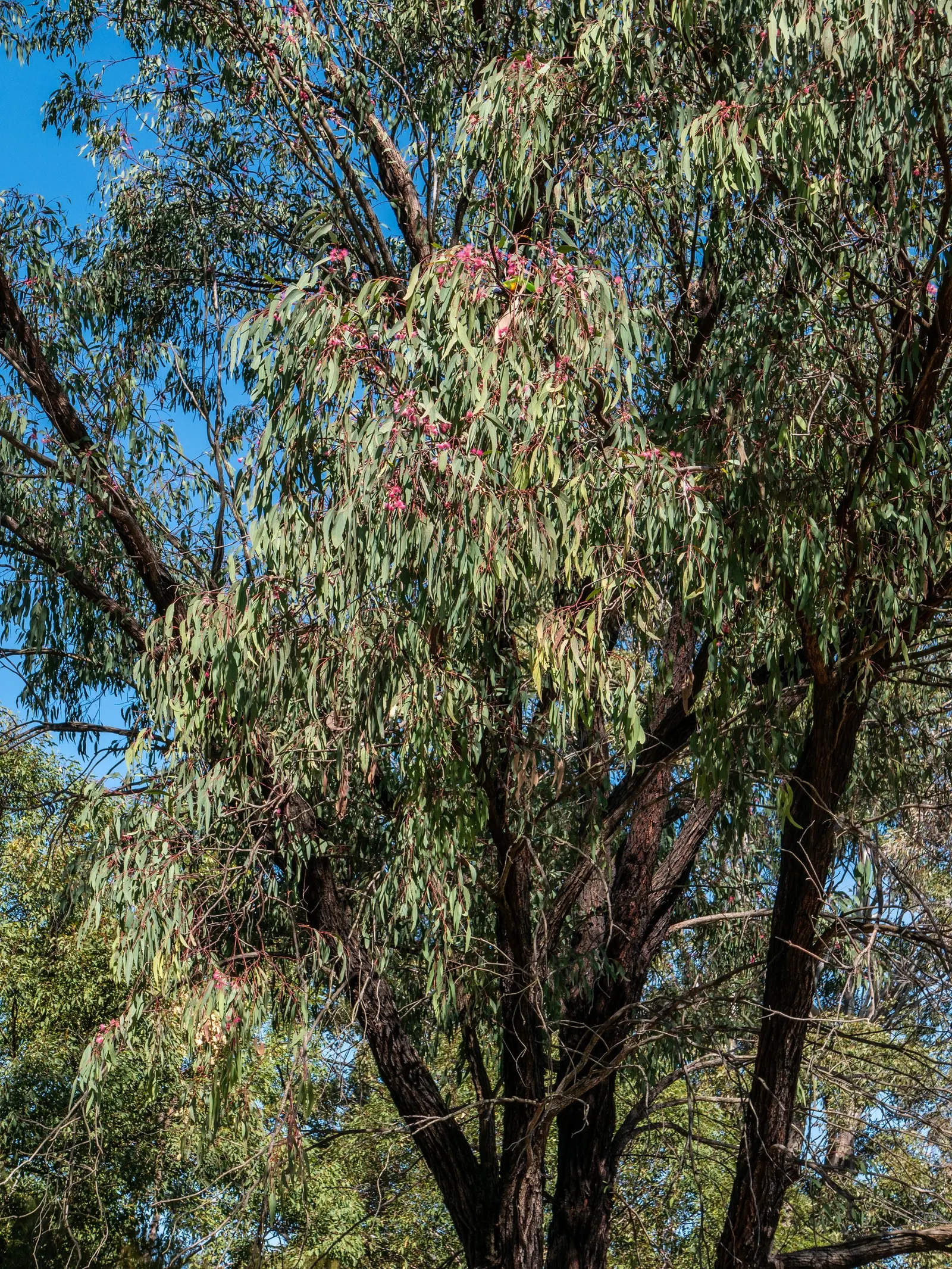 White Ironbark (Eucalyptus Leucoxylon) — Ideal for large spaces in USDA zones 9 to 11