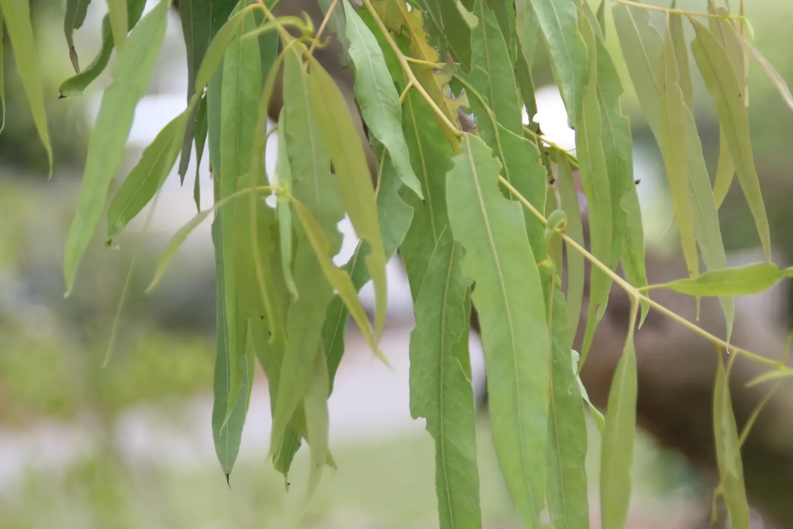 White Ironbark (Eucalyptus Leucoxylon) — Ideal for large spaces in USDA zones 9 to 11; tree with white blooms, image 62