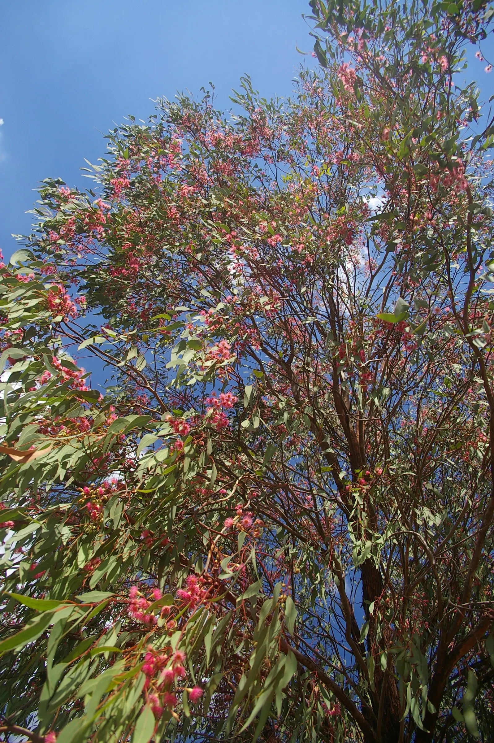 White Ironbark (Eucalyptus Leucoxylon) — It displays a high tolerance for drought conditions once established