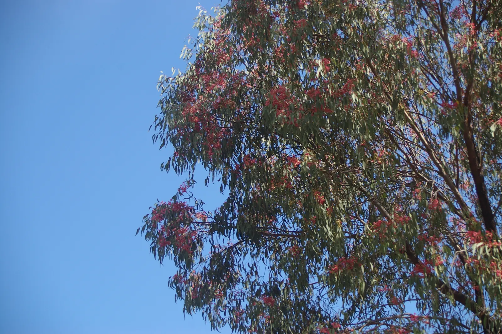 White Ironbark (Eucalyptus Leucoxylon) — commonly known as White Ironbark