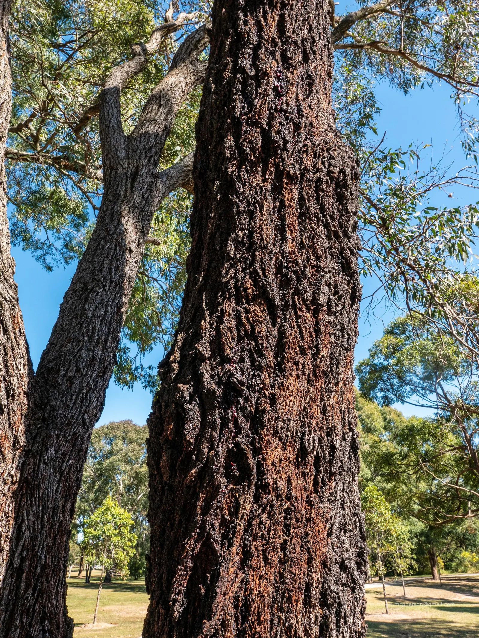 White Ironbark (Eucalyptus Leucoxylon) — evergreen tree reaching heights of up to 98 feet
